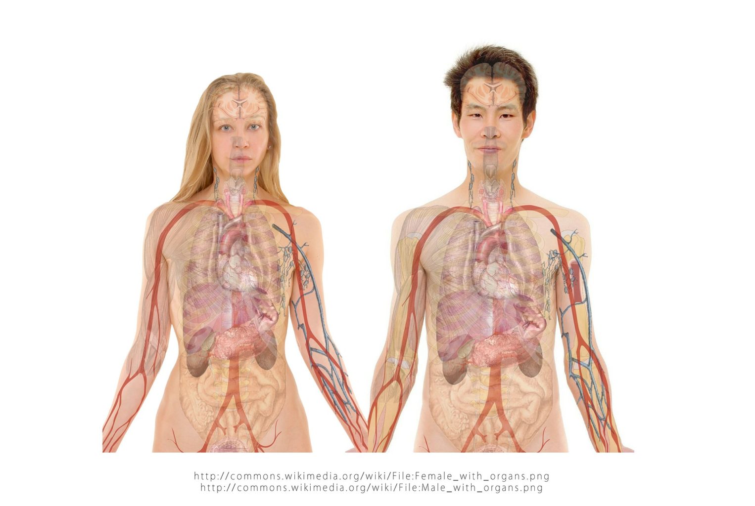 Natural hormone balance involves the whole body.